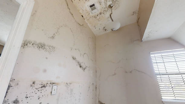 Best Industrial Mold Remediation  in West Deland, FL
