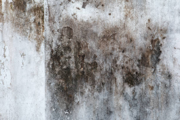 Best Water Damage & Mold Remediation  in West Deland, FL