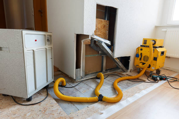 Best Basement Mold Removal  in West Deland, FL