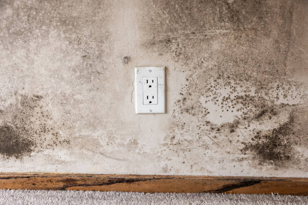 Best Mold Prevention Services  in West Deland, FL